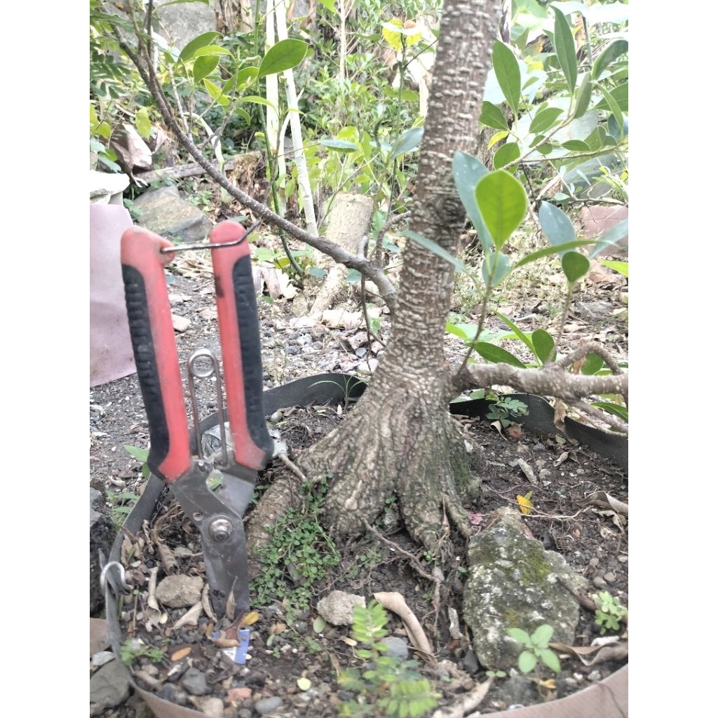 Bonsai kimeng bogel prokar