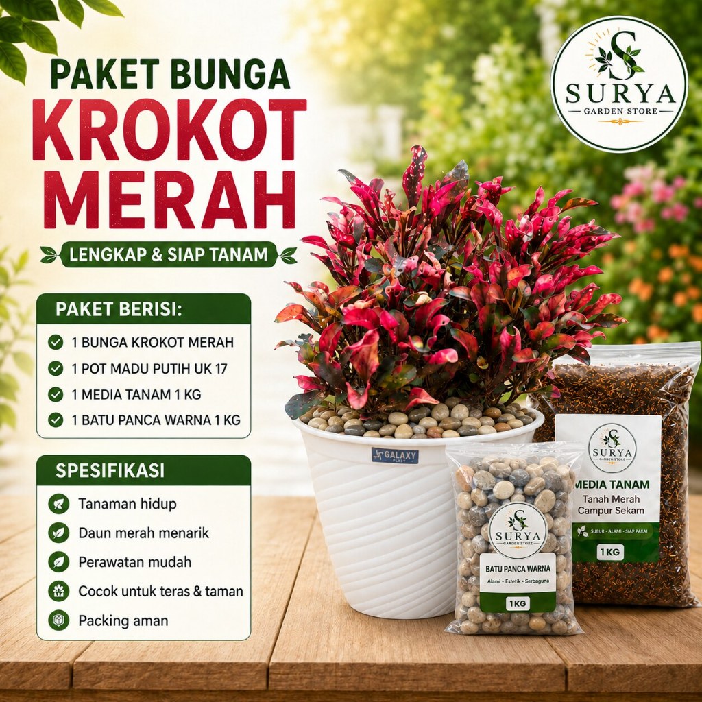 Tanaman hias krokot merah/krokot kriminil tricolour Paket komplit krokot merah
