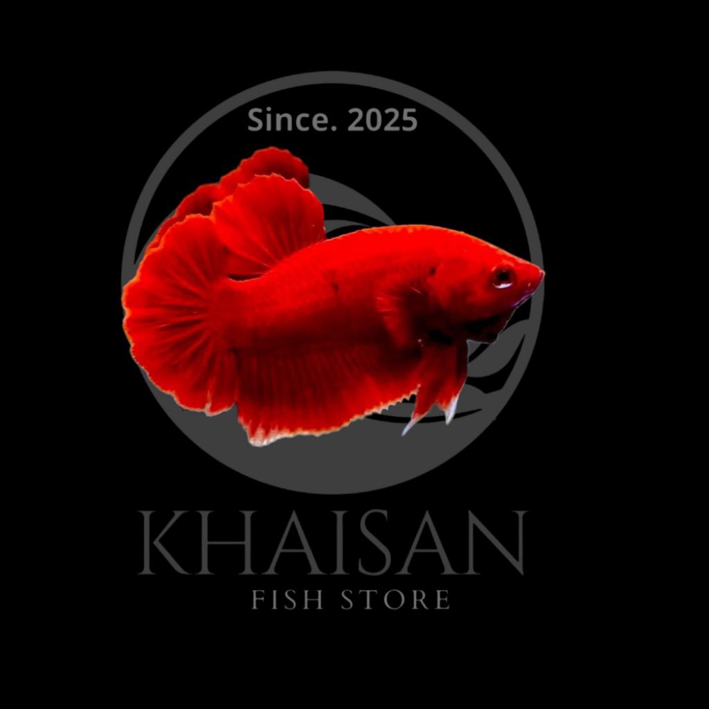 ikan hias cupang pk sr multicolor red // ikan hias aquarium // ikan cupang