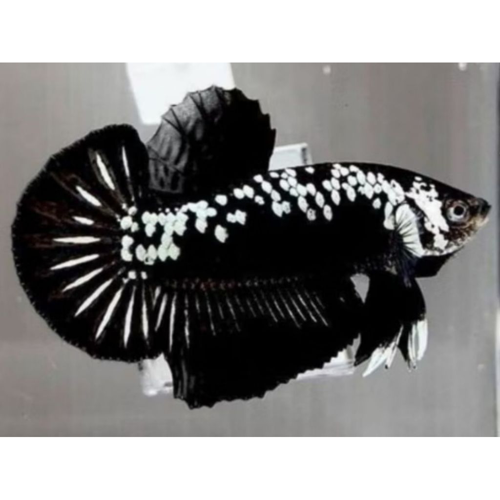ikan cupang black mamba jantan