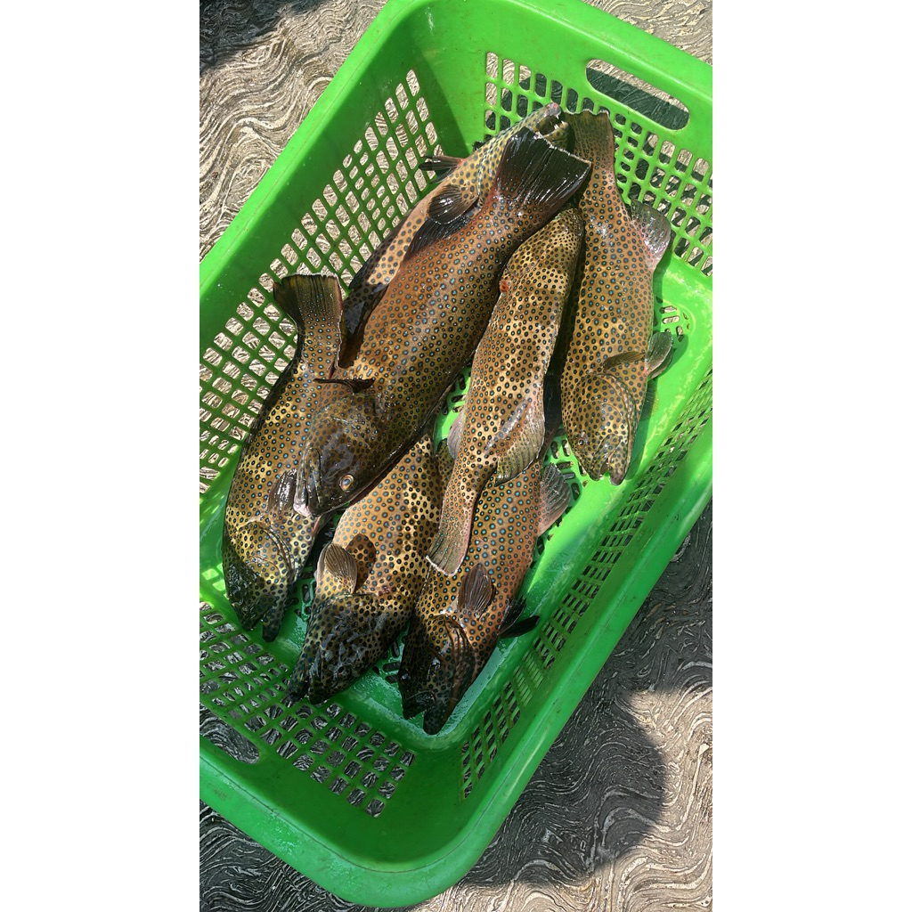 Kerapu Bintang Live Seafood / Kerapu Lodi Hidup / Kerapu Taixing Hidup