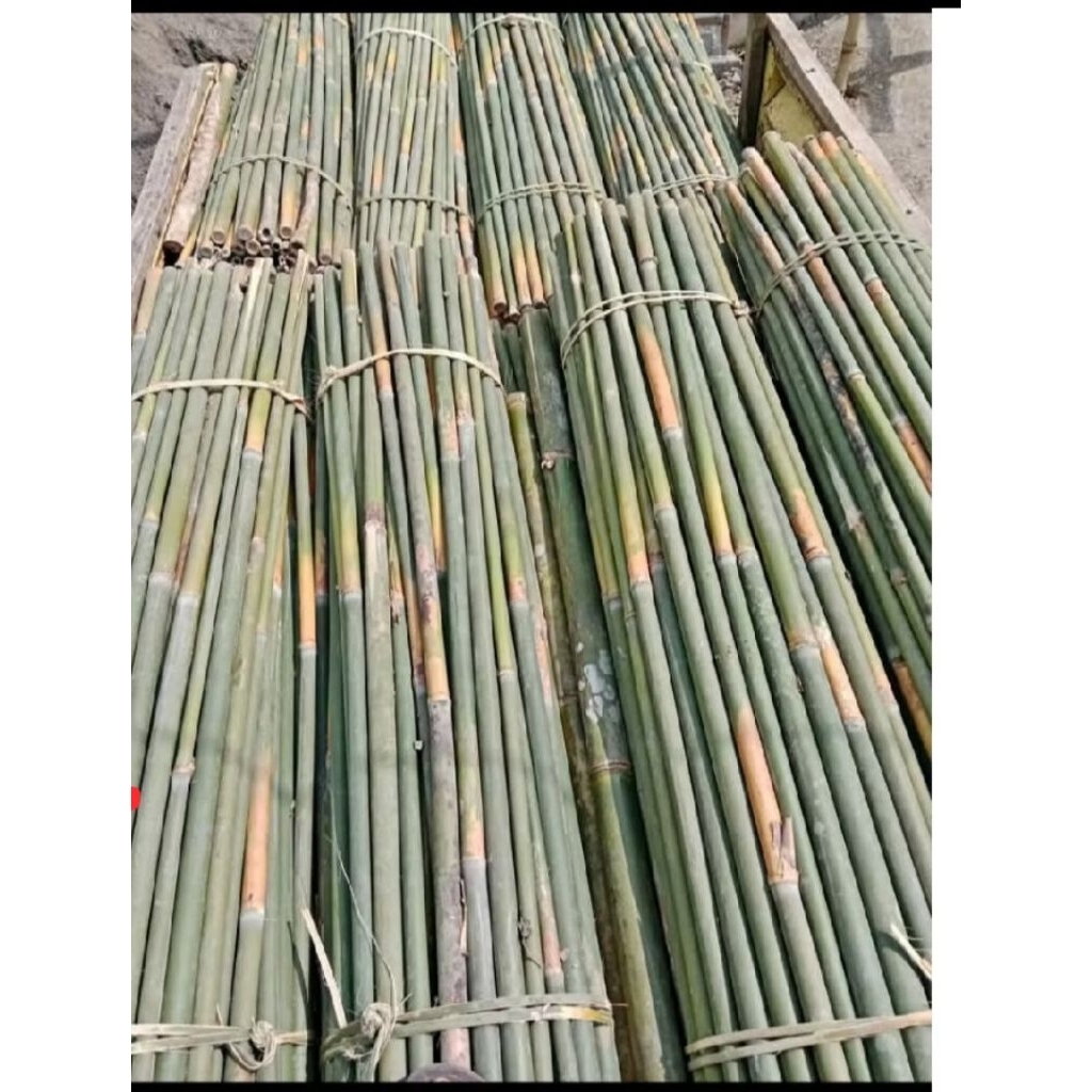 bambu Tamiang panjang 4 mtr