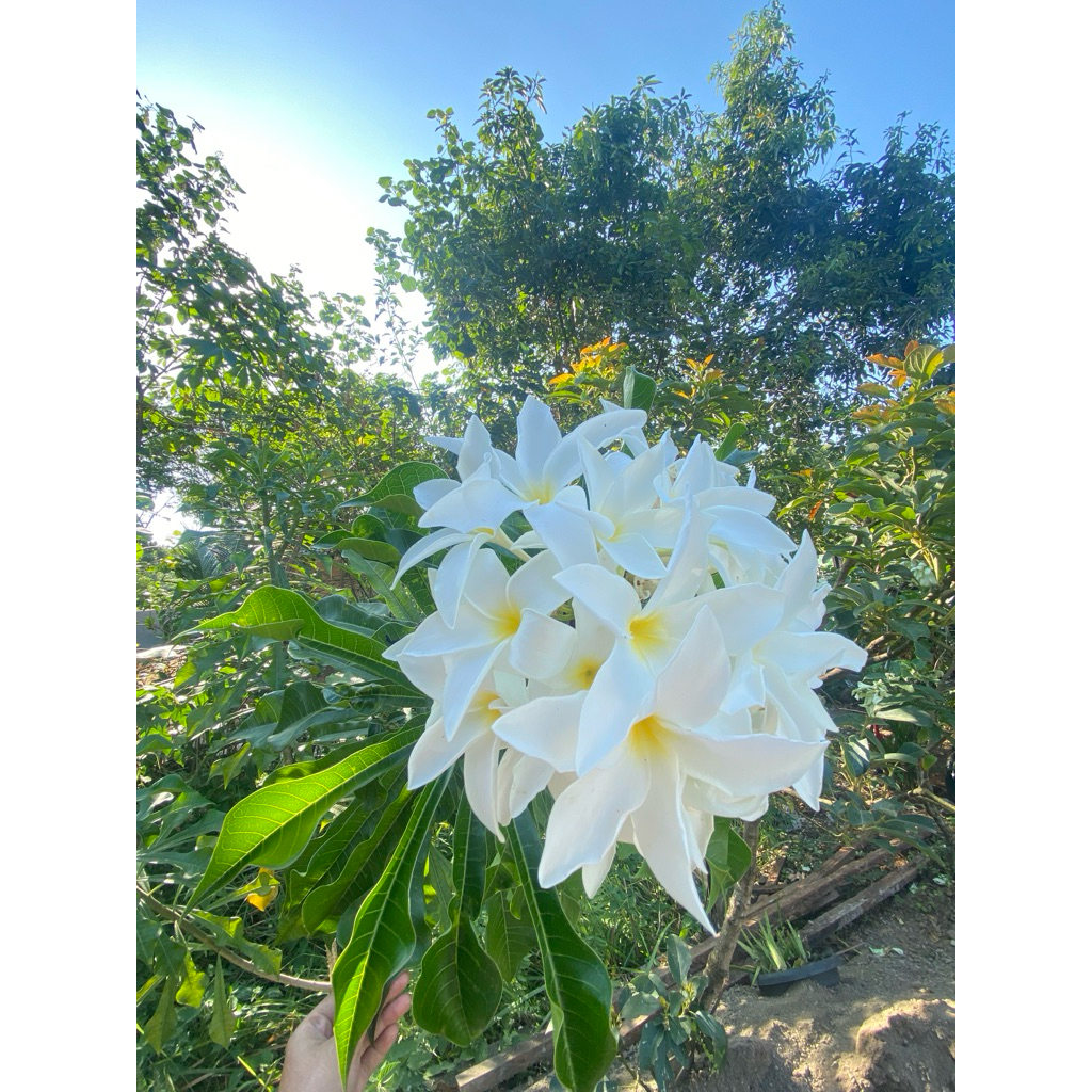 Bibit [1 meter] Bunga Kamboja putih/Kamboja pengantin/Pagoda Putih/Kamboja jenis Plumeria Pudica put