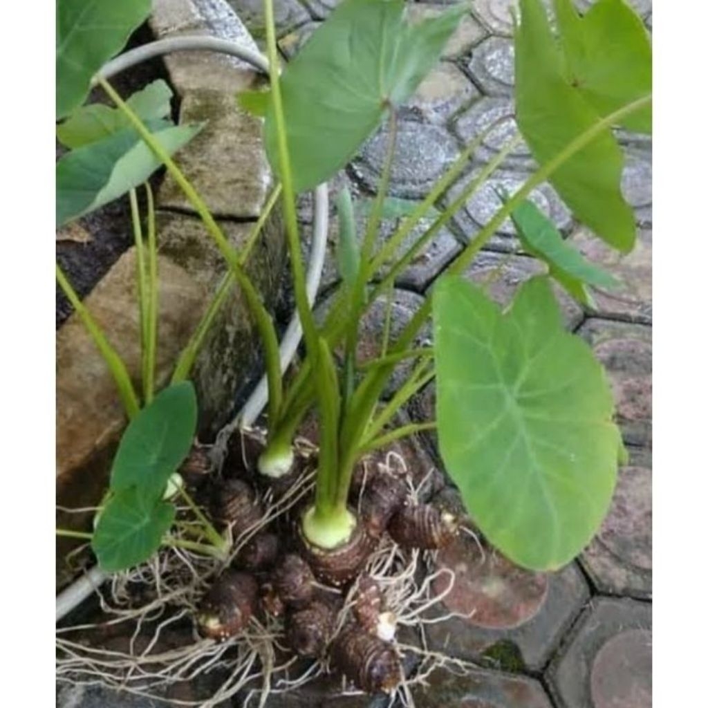 bibit talas jepang unggul