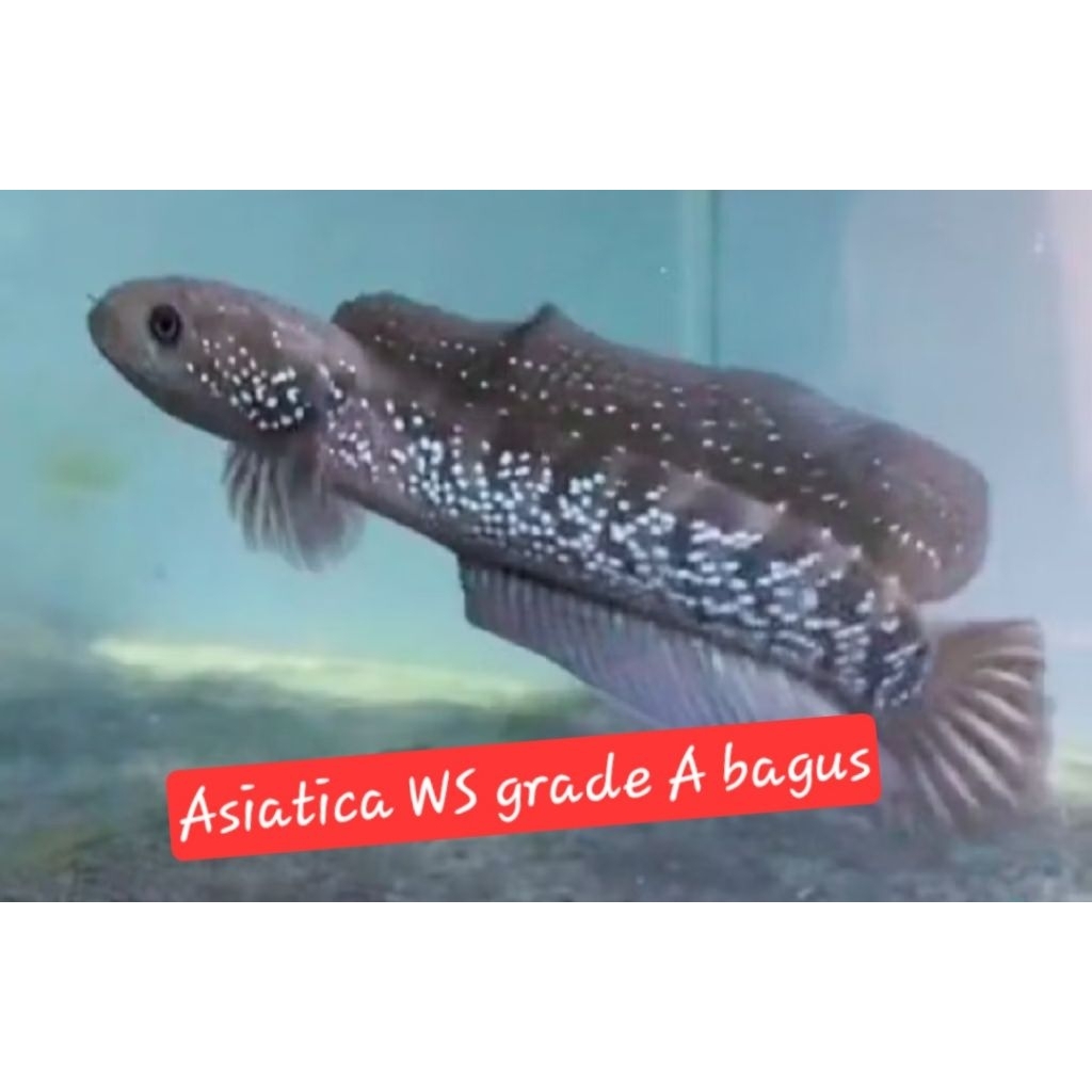 channa asiatica ws grade A 6-9cm. pengiriman wajib grab instan