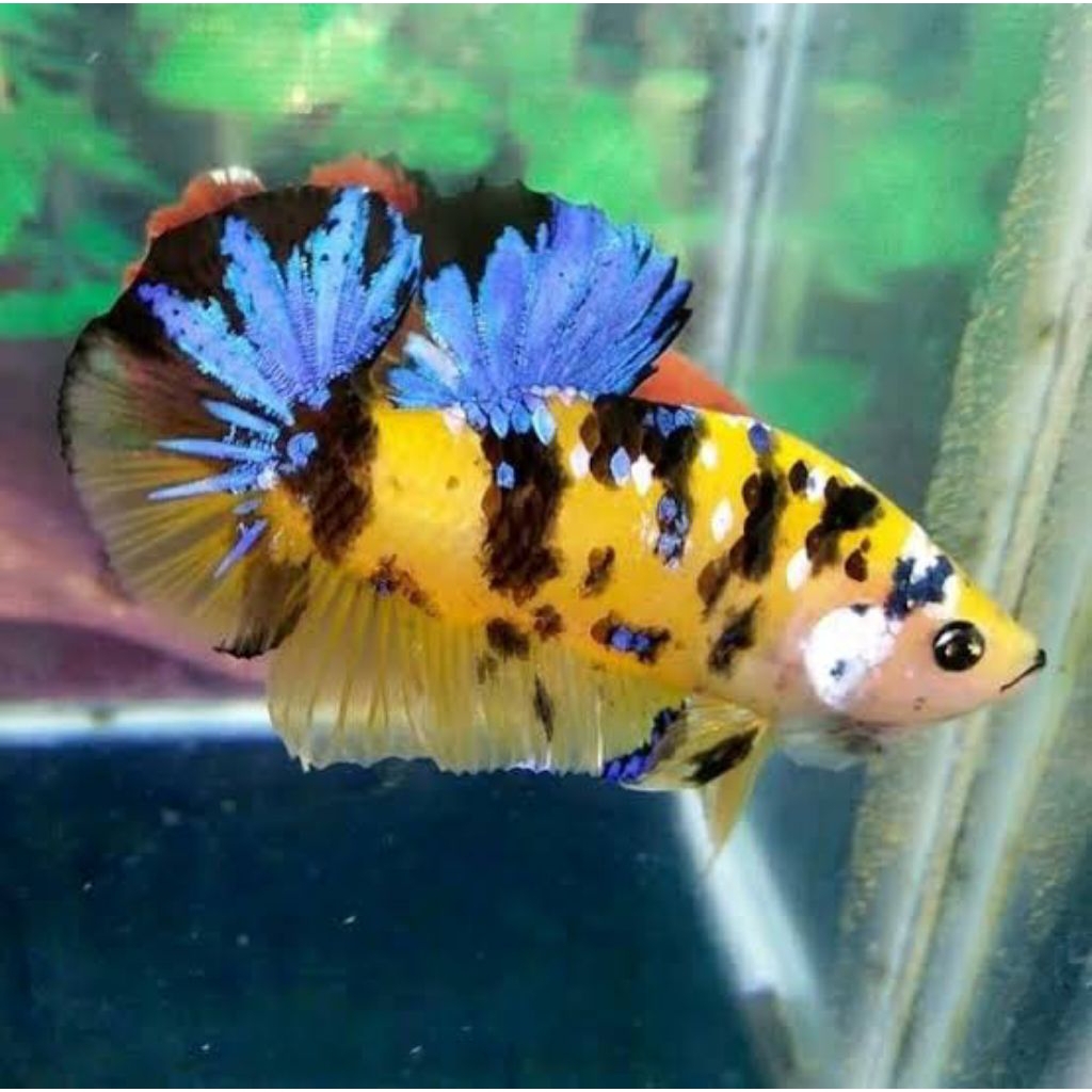 Ikan Cupang Plakat Multicolor Yellow base