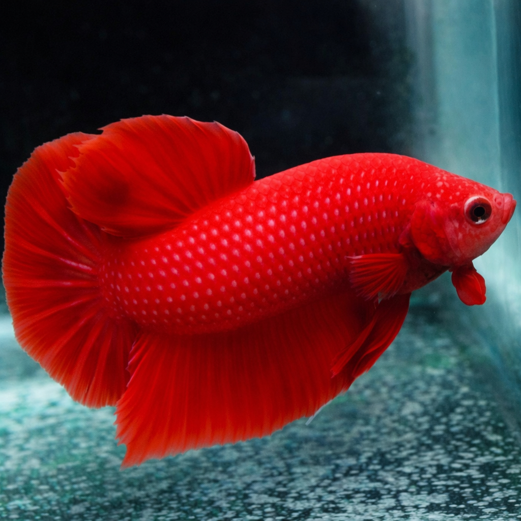 Ikan Cupang Plakat Super Red Jantan - Warna Merah Solid, Bentuk Ekor Indah, Ukuran Medium