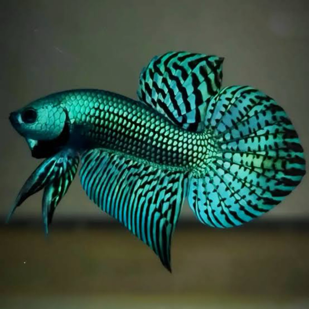 Betta alien hybrid Green