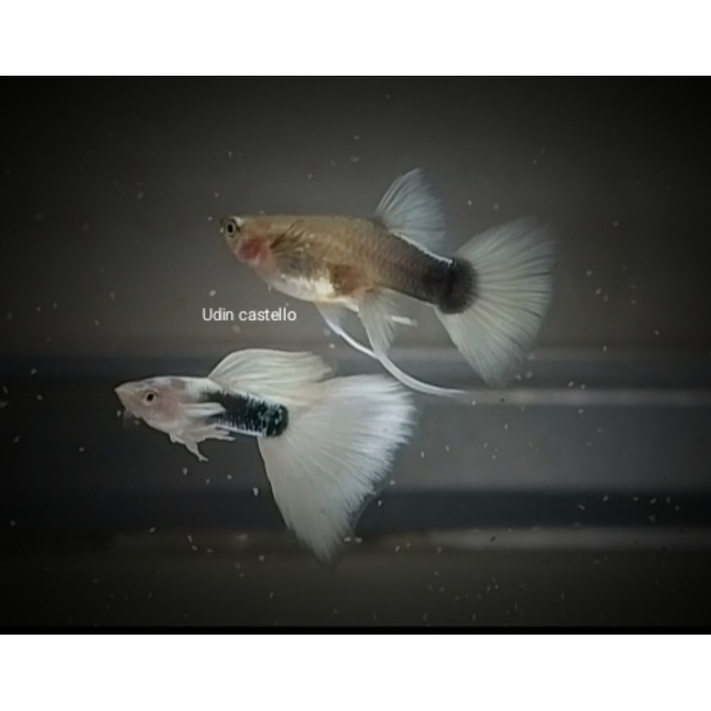 Sticker guppy HB white ribbon