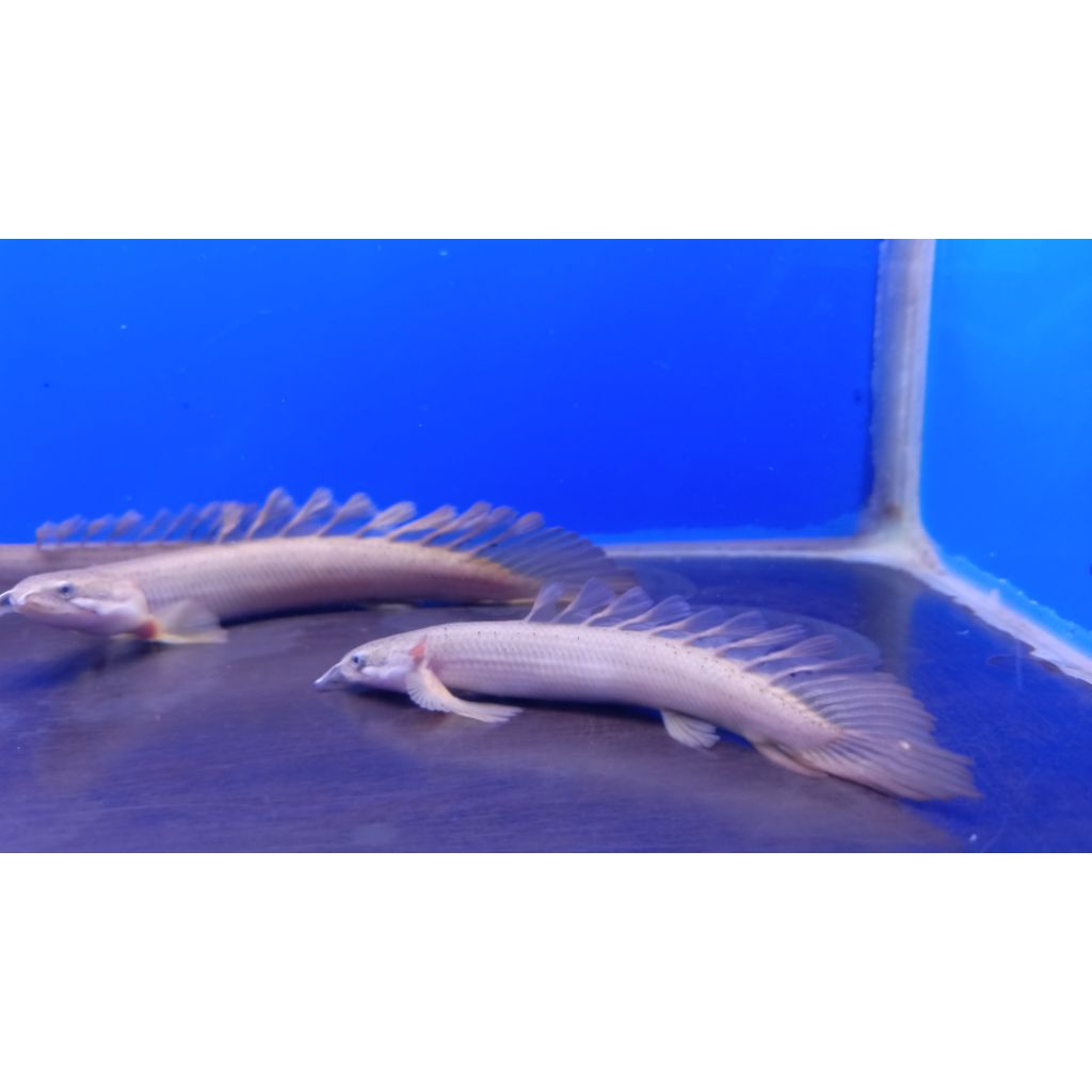Aksesoris Aquarium Palmas Senegalus Slayer Grey Slayer
