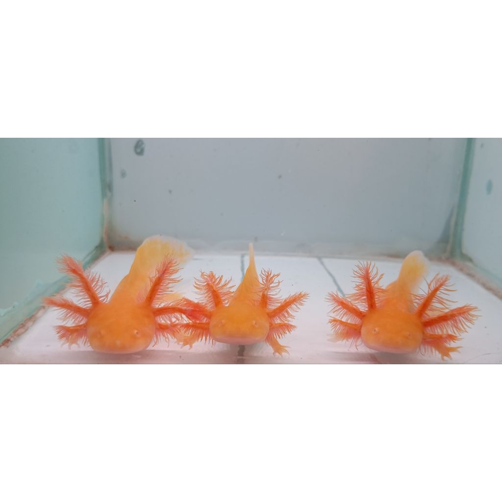 Axolotl Golden Hidup Ukuran 7–12 cm | Sehat & Siap Pelihara