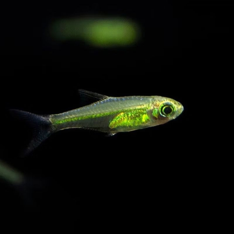 Ornamental Kubotai Rasbora