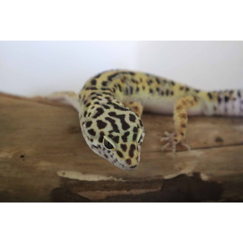 Mainan Leopard Gecko Mack Snow Poss BS Male Dewasa (WT18M)