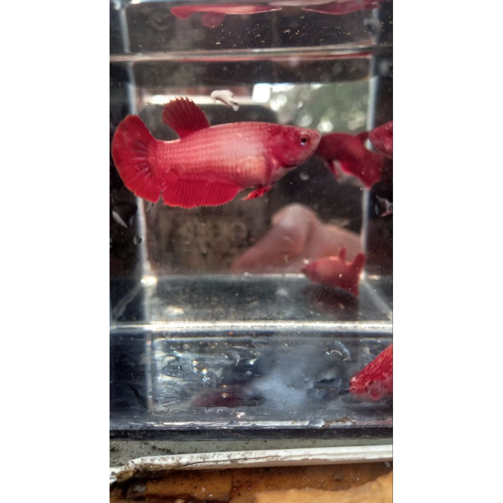 female hmpk supered