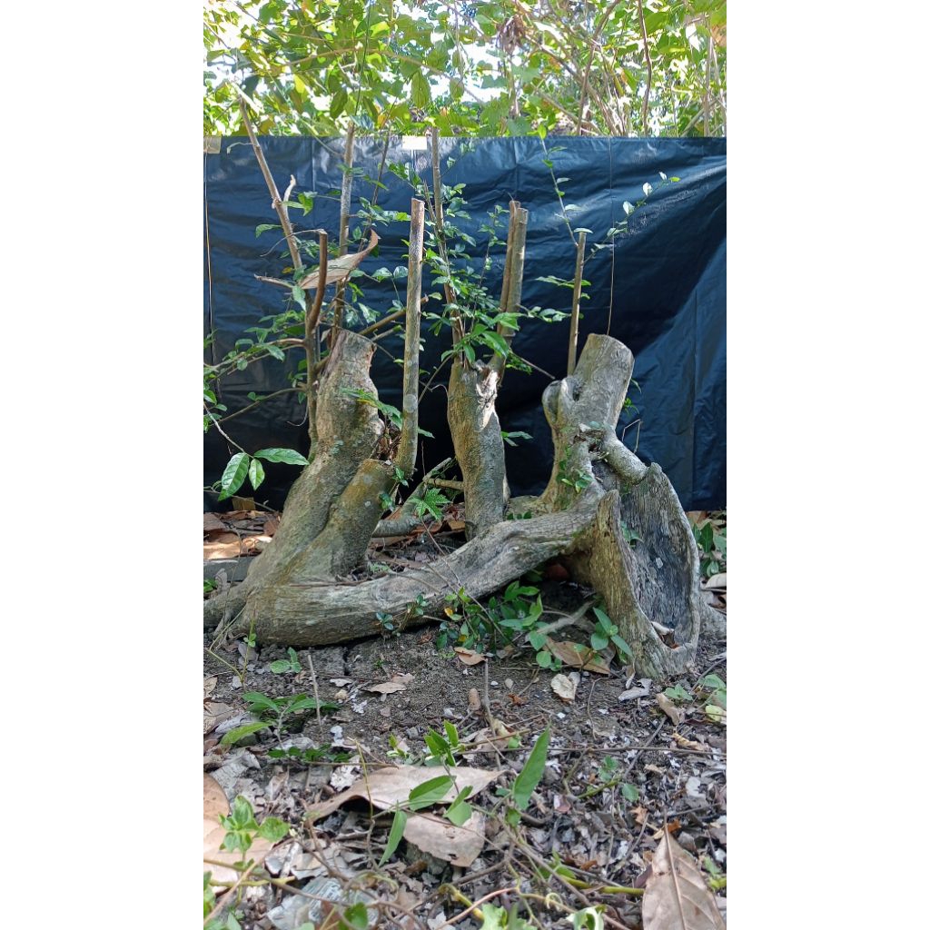 Bahan Bonsai Serut Raft Kropok Realpict 025