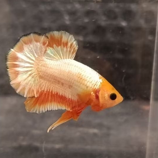 yellow fccp