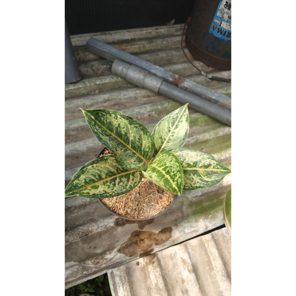 AGLONEMA LOD
