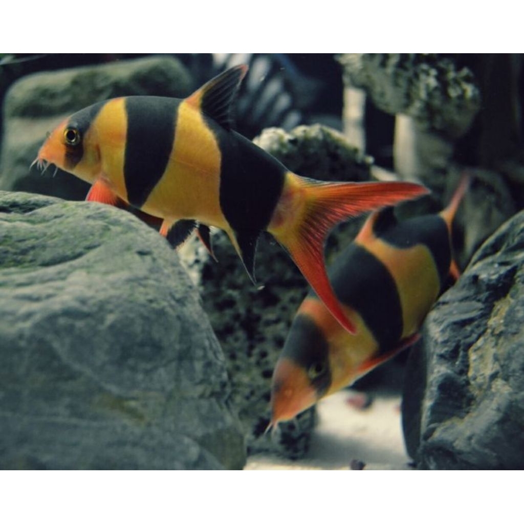 Botia Macan 8-10cm