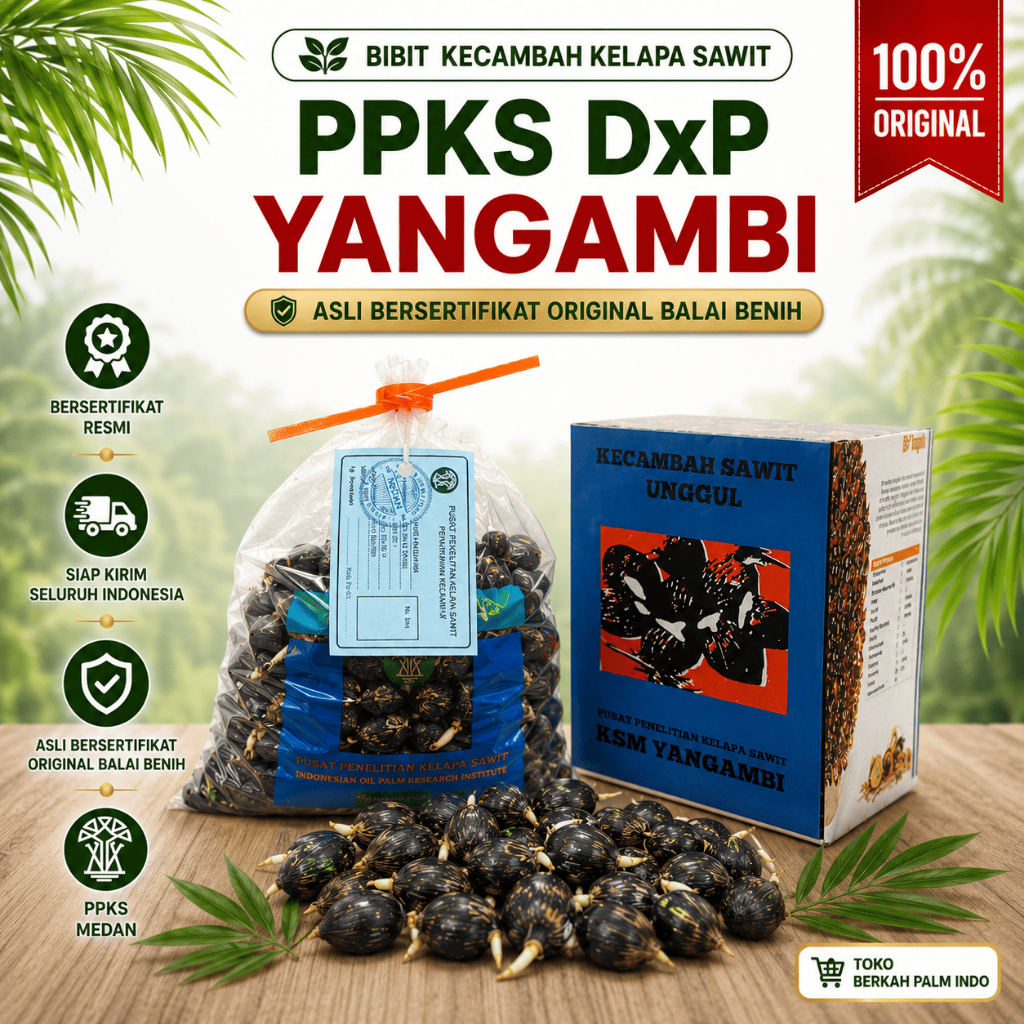 Bibit Kecambah Sawit PPKS DxP Yangambi Asli Medan Bersertifikat Resmi ( Butiran + Bonus)