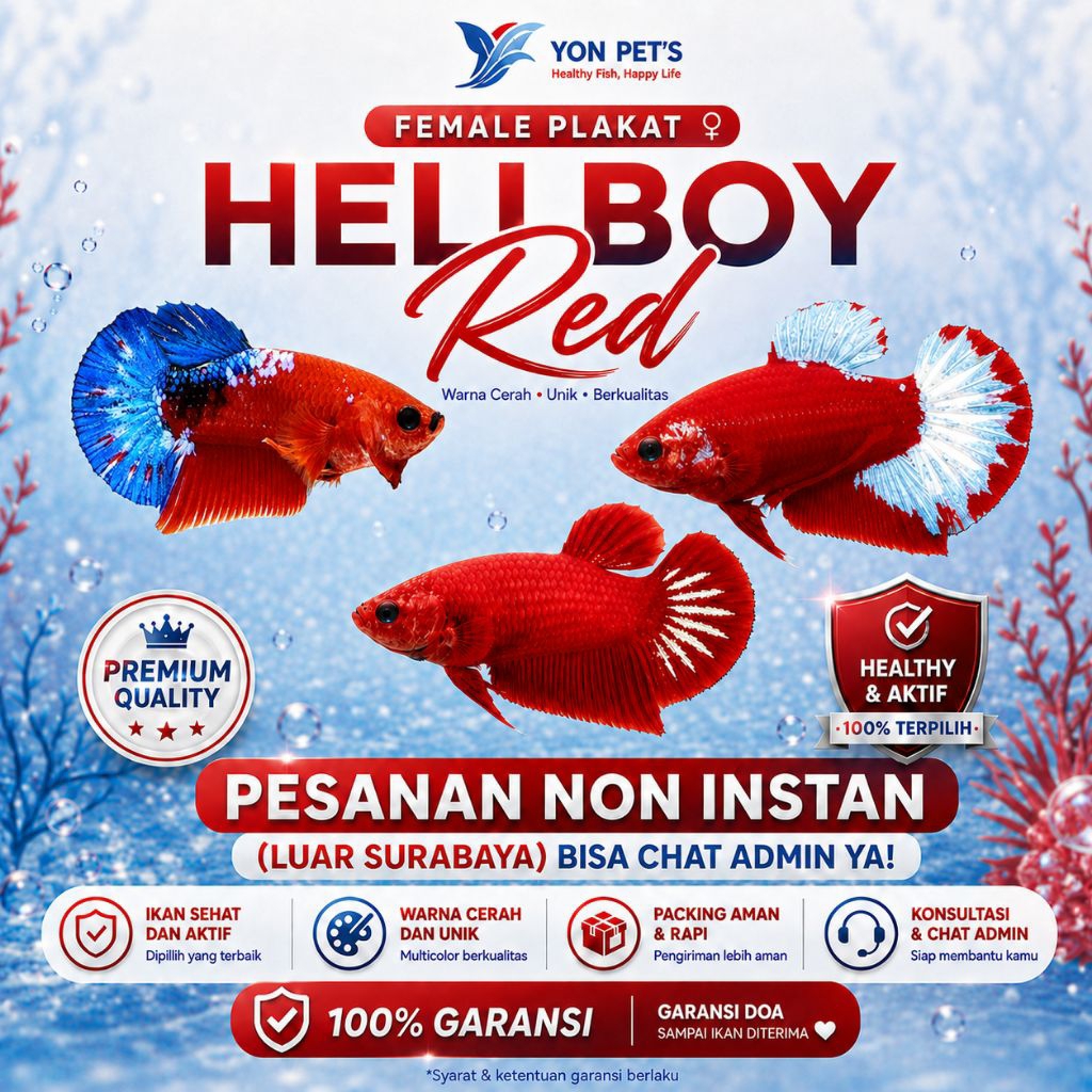 Cupang Betina  Plakat Red Hellboy Gahar - TOP GRADE | HIGH QUALITY | NEW
