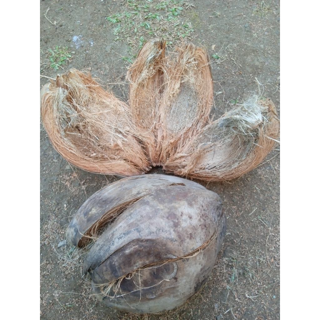 serabut kelapa utuh sabut kelapa utuh media tanam anggrek 1kg