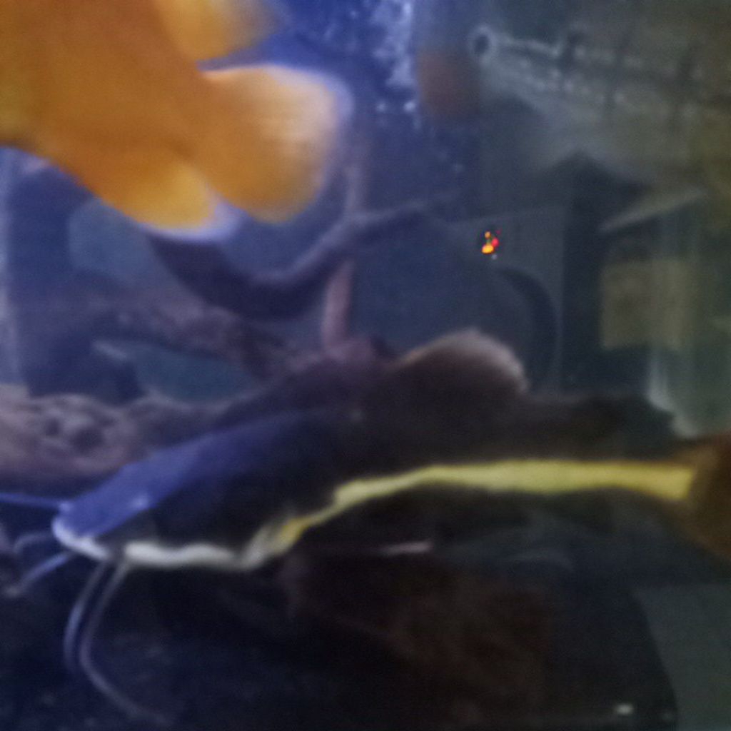 red tail catfish / rtc size 25cm up
