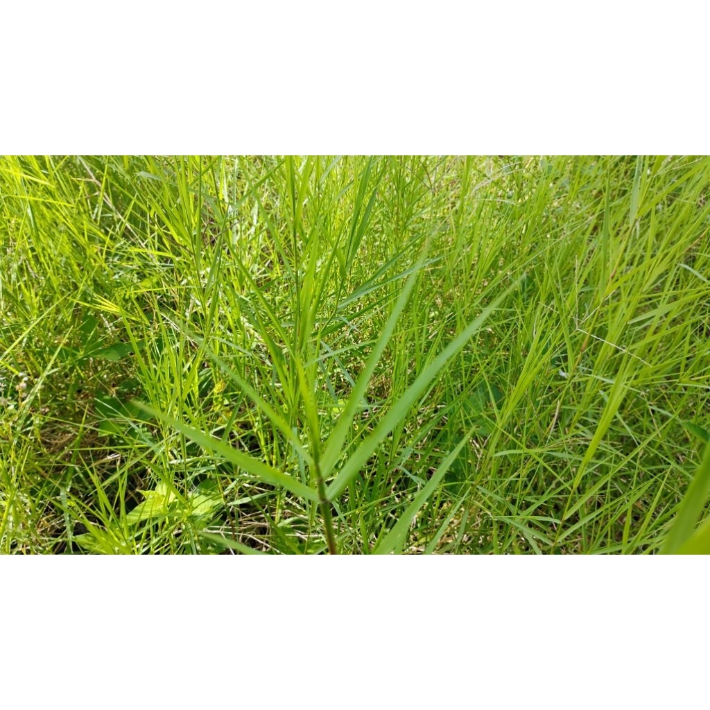 Bahan Pupuk Organik Insektisida Alami