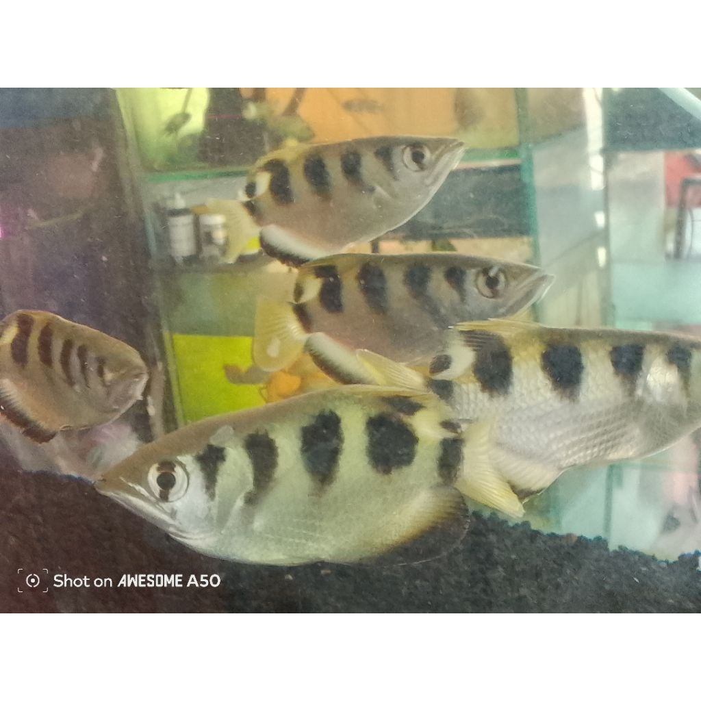 archer fish/