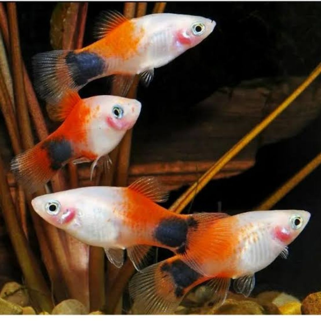 Platy mickey mouse Caroline