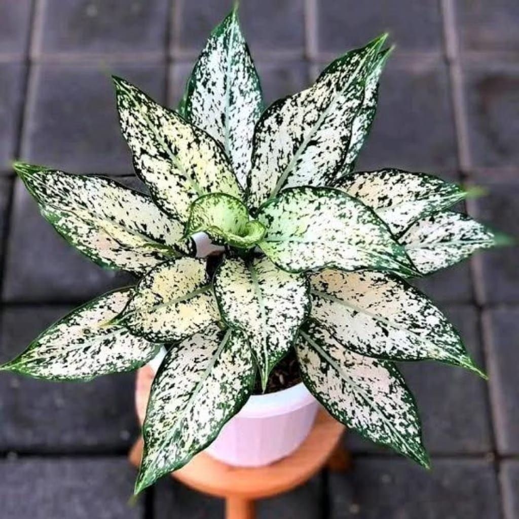 TANAMAN HIAS AGLONEMA SNOW WHITE -BUNGA HIAS SNOW WHITE