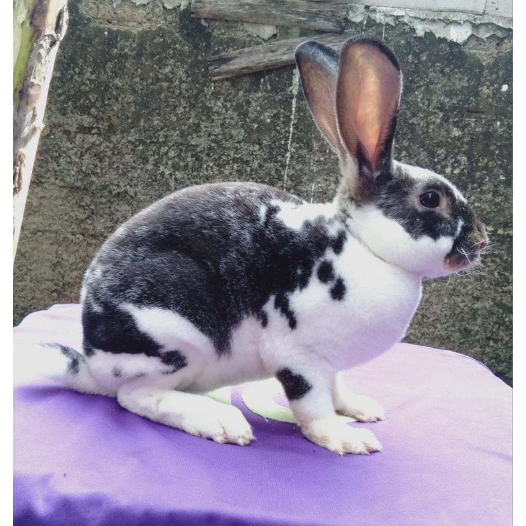Kelinci Rex bulu karpet jantan dewasa (5).