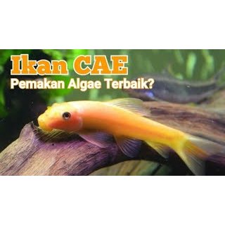 CAE Chinese Algae Eater Ikan Pemakan Alga Lumut Ikan Hias Aquascape