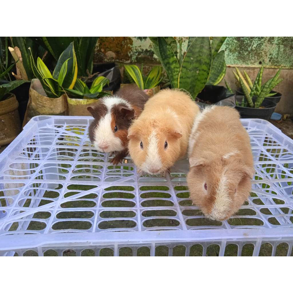 Guinea Pig Teddy Marmut Teddy