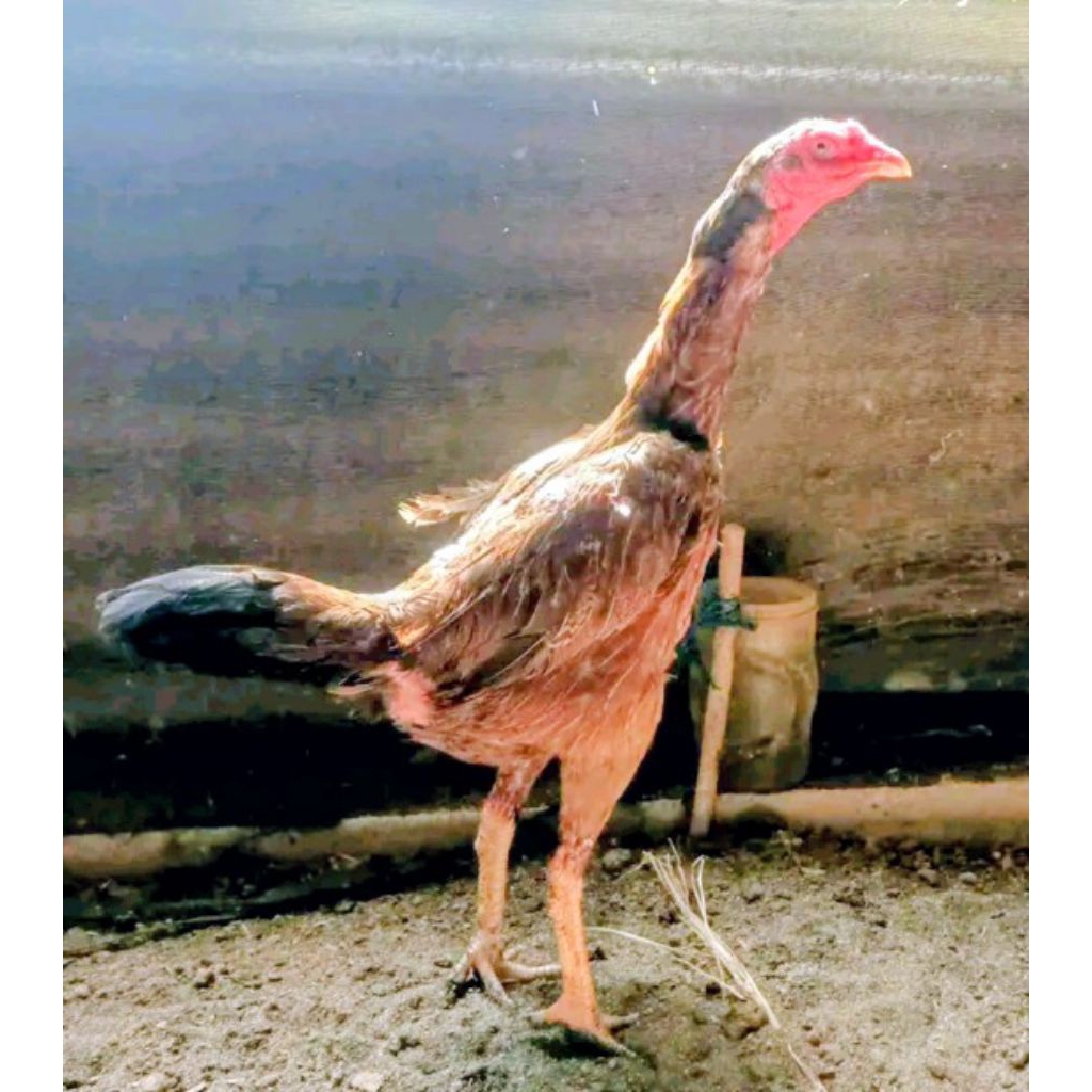 ayam Birma betina sudah bertelur