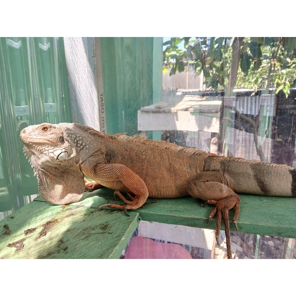 Iguana Betina Jumbo Indukan Proven ±120 cm