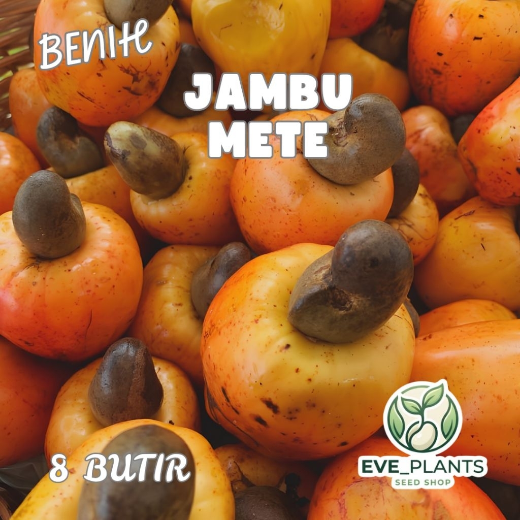 Eve_Plants Benih tanaman jambu mete / jambu monyet (isi 8 butir)