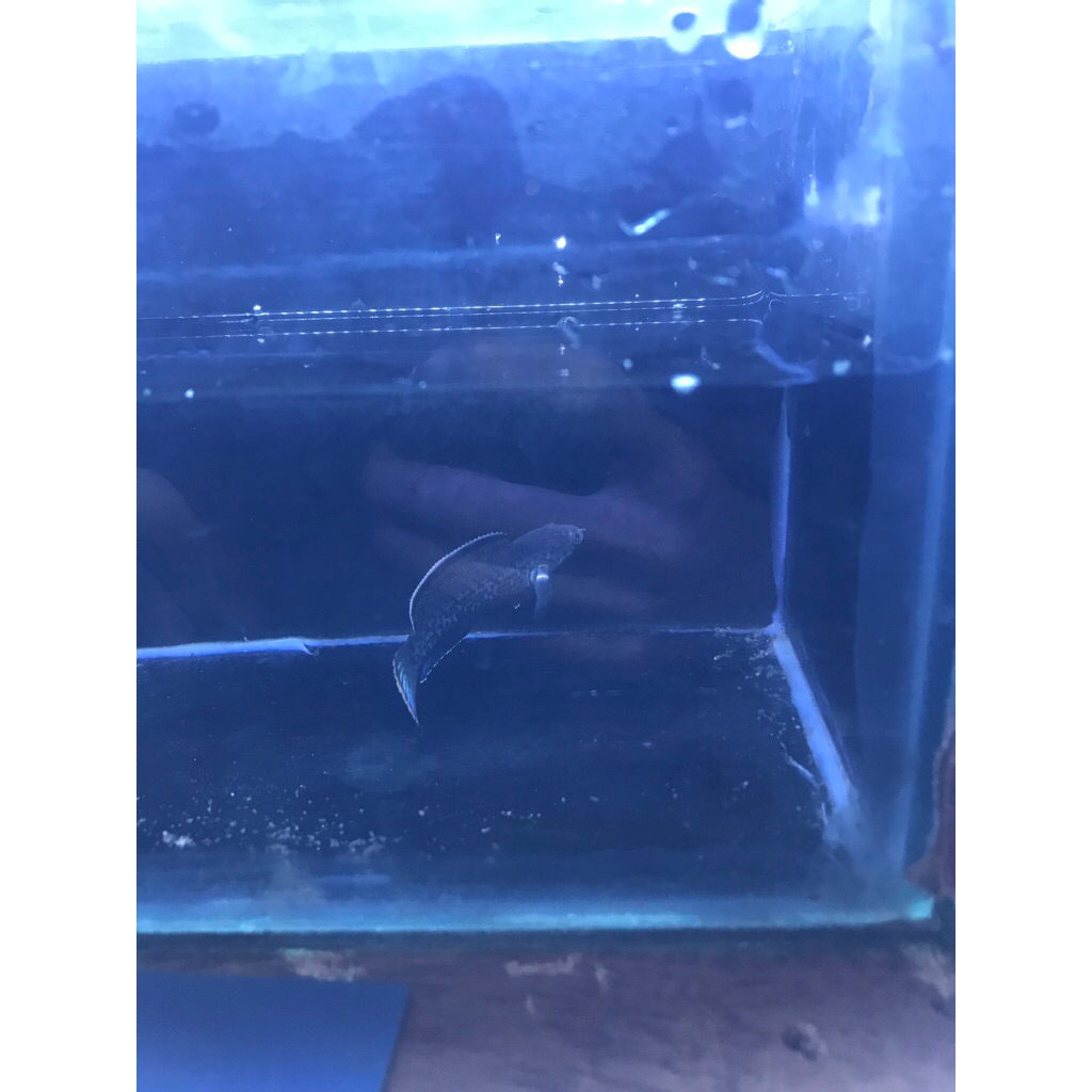 stewarti bahan hf 9-10cm