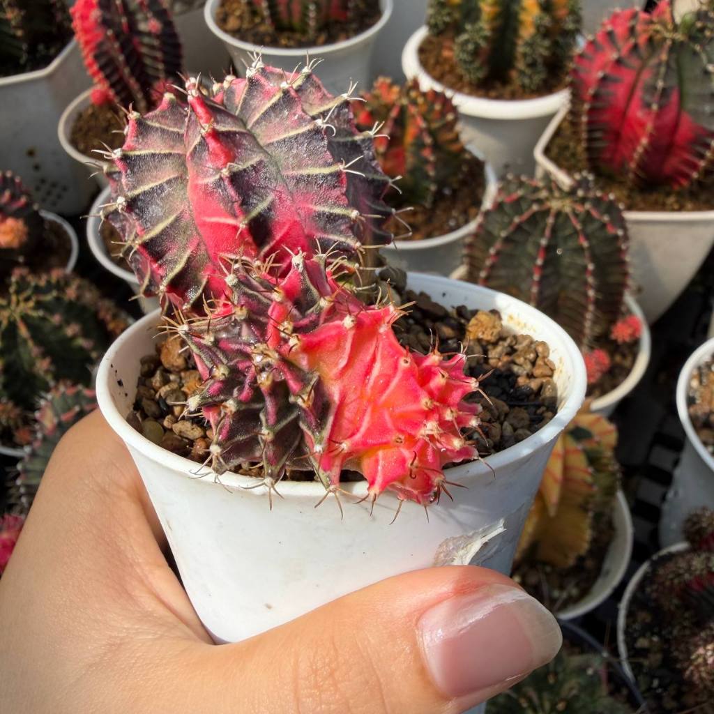 Gymnocalycium Starfire Cluster