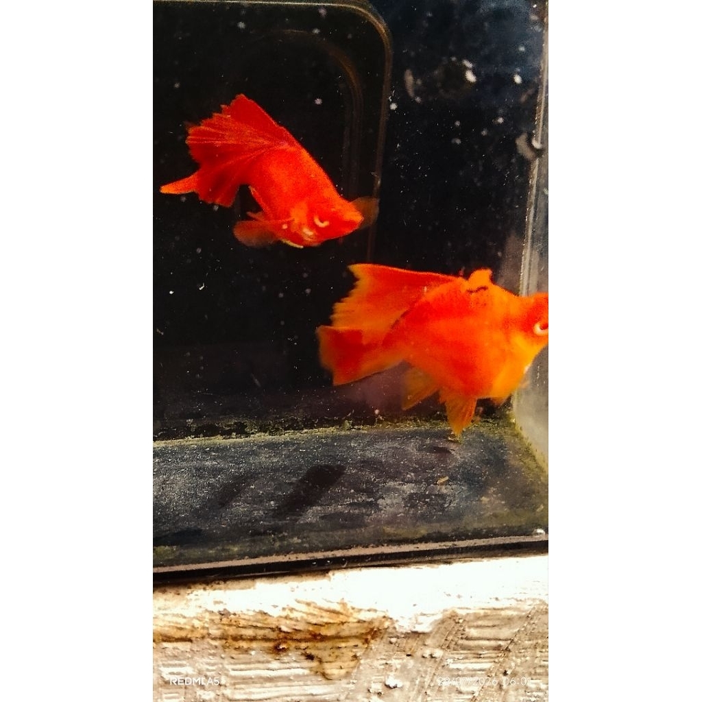 pewangi platy blood red balon hig fin