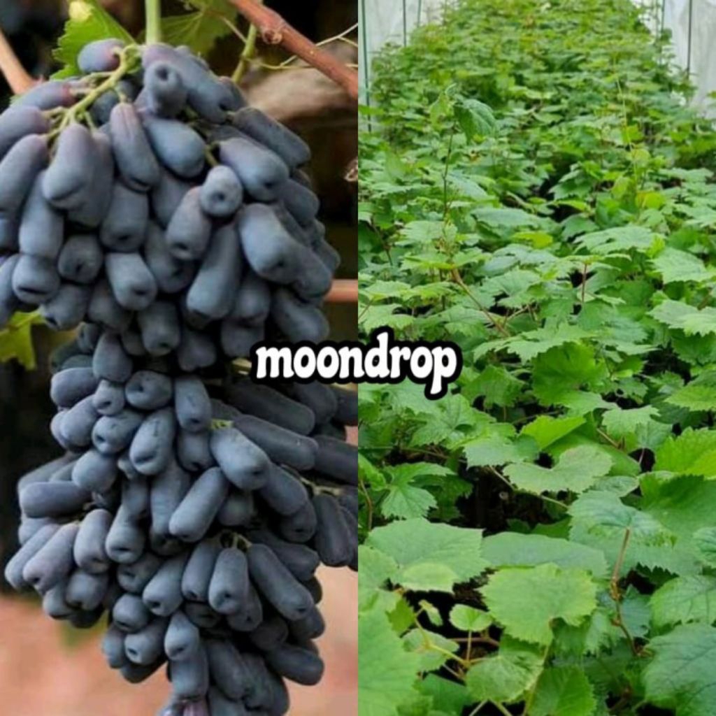 (COD) Bibit anggur moondrop - pohon anggur moondrop - bibit pohon anggur moondrop