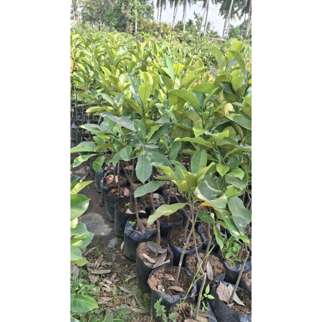 BIBIT CEMPEDAK GULING ORI