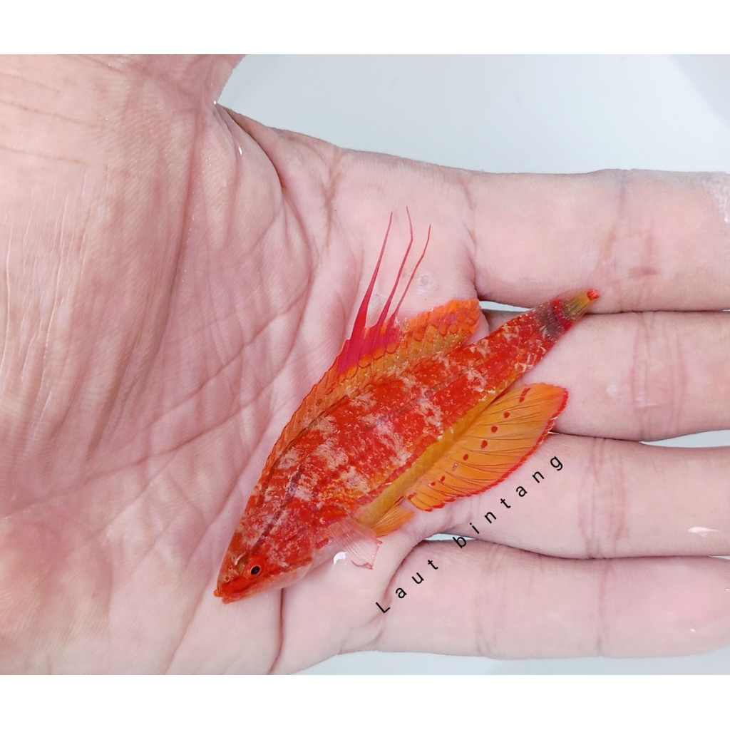 dianfish layar
