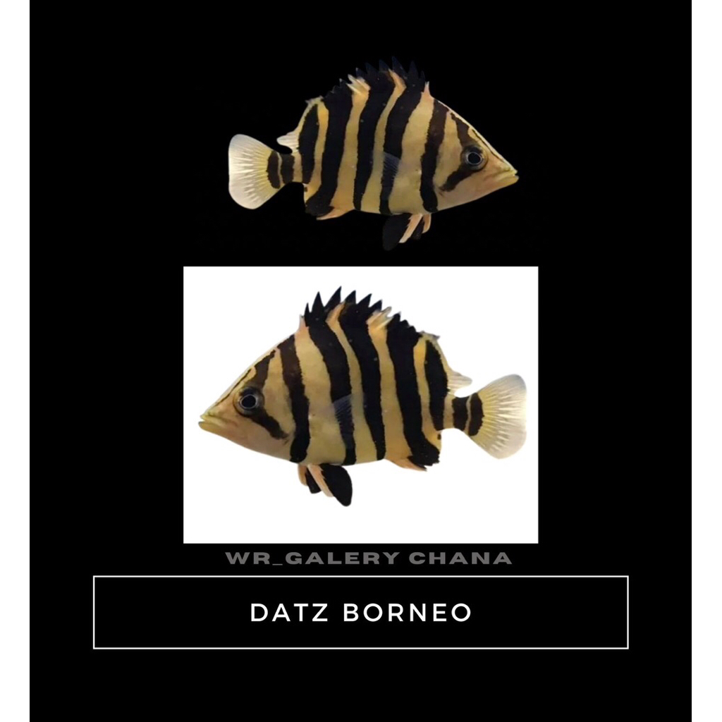Kebutuhan Aquarium Datz Borneo