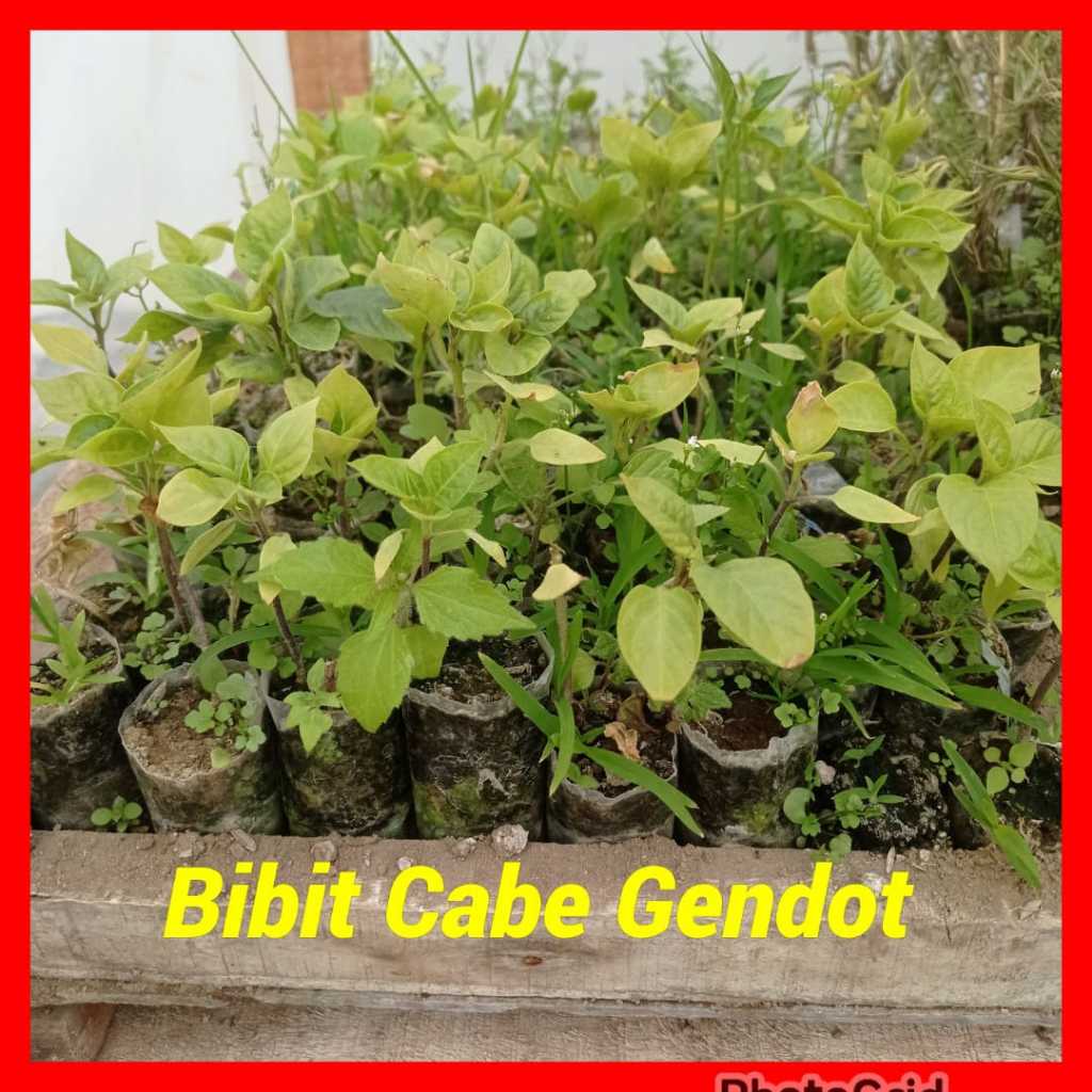 Bibit Cabe Gendot Tanaman Muda Siap Tanam polybag Kecil