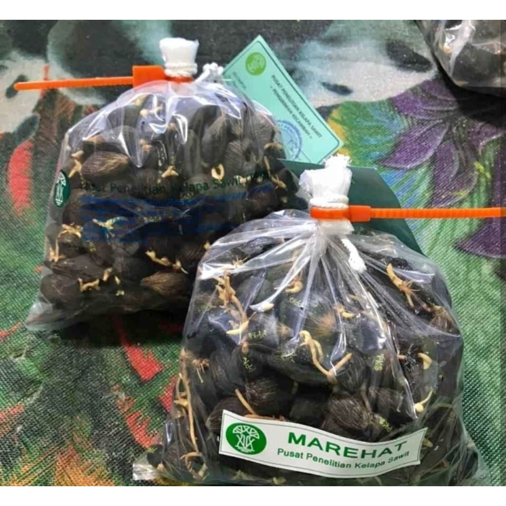 Benih polong kecambah sawit Marehat