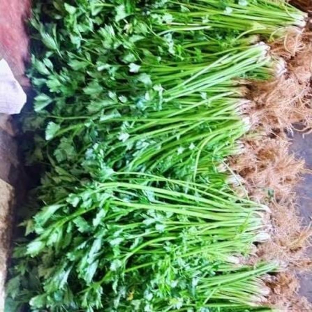 seledri 1 kg