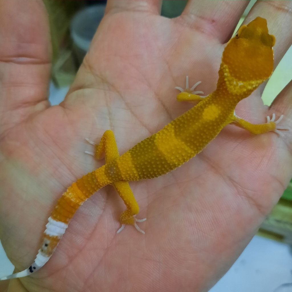Mainan Anak Baby Gecko leopard Orange SHTCTB CT panjang