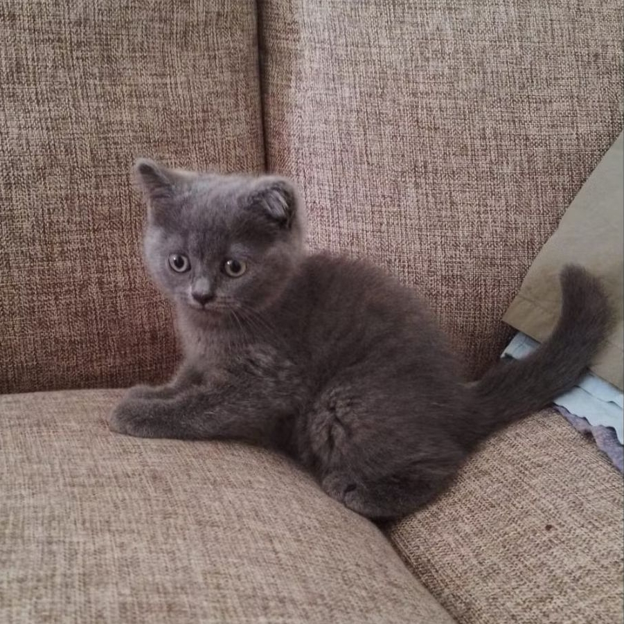 BRITISH SHORT HAIR ANAK KUCING BSH KITTEN
