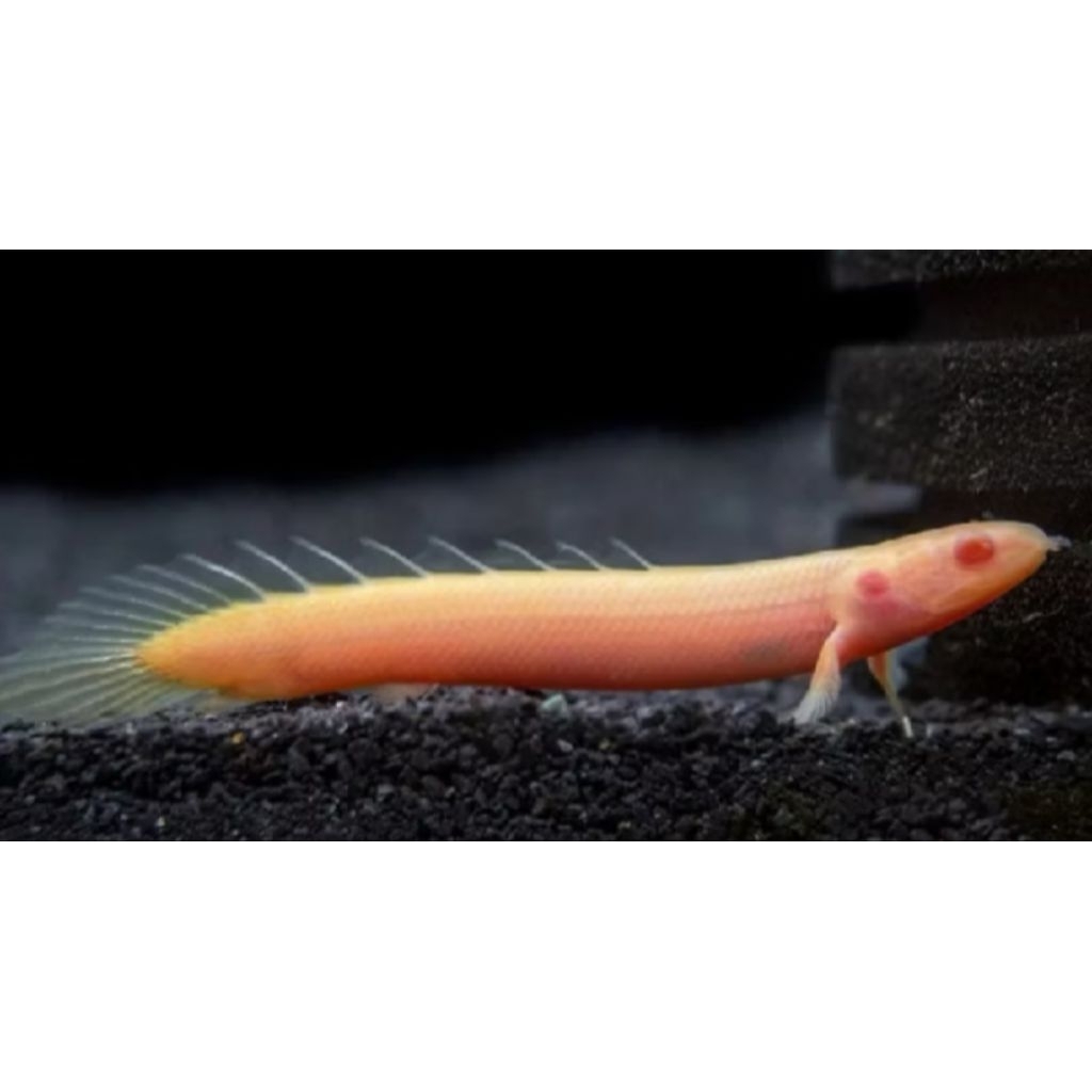 Hiasan aquarium ikan palmas albino, palmas warna cerah