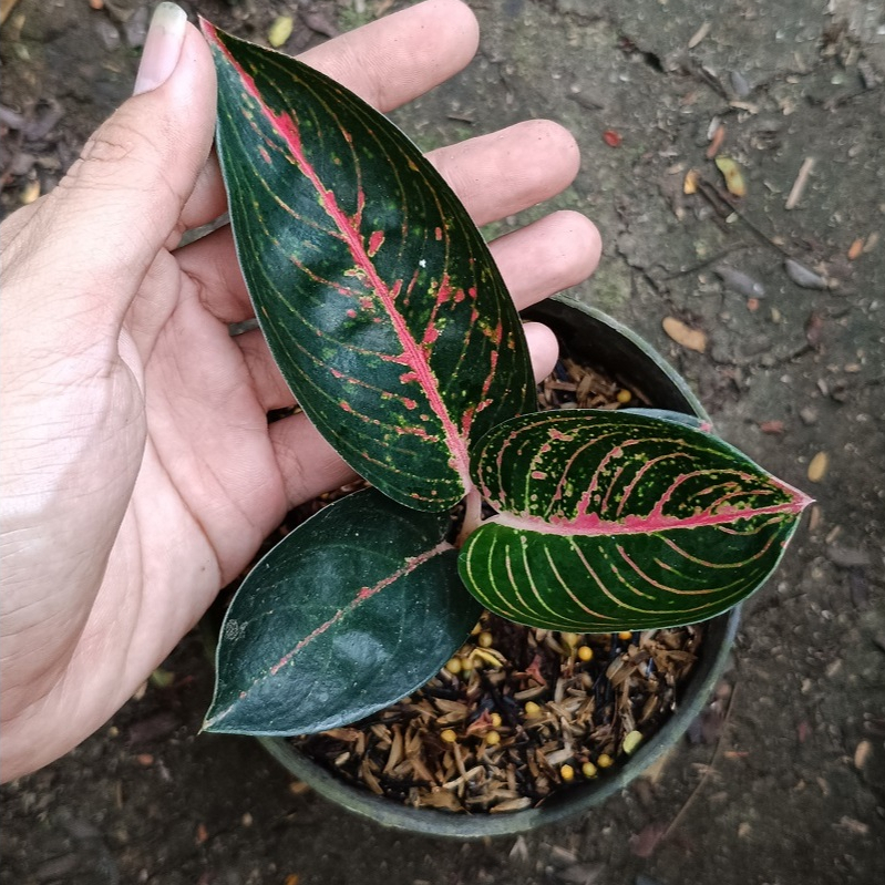 Aglonema Adelia - Tanaman Hias Aglonema Adelia / Aglaonema Adelia